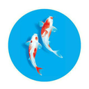 KOISWAP Token Logo