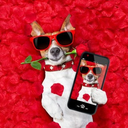 LoverDogeCoin Token Logo